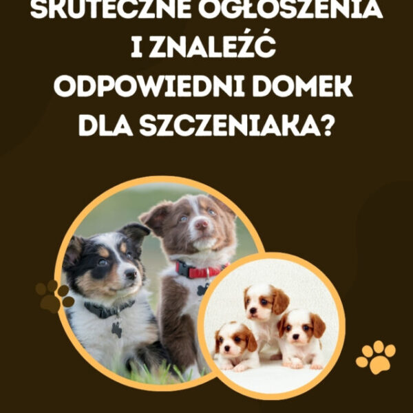 Jak pisać skuteczne ogłoszenia i znaleźć odpowiedni domek dla szczeniaka? WERSJA 2.0